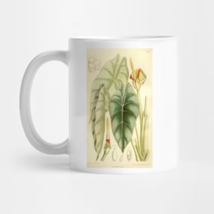 Alocasia reversa - Botanical Illustration Mug